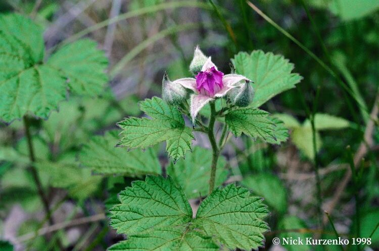 Rubus parvifolius flower