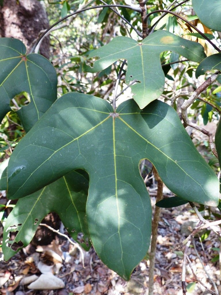 Acropogon paagoumenensis — houseplant care guide