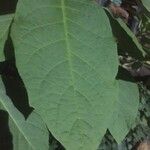 Brugmansia suaveolens