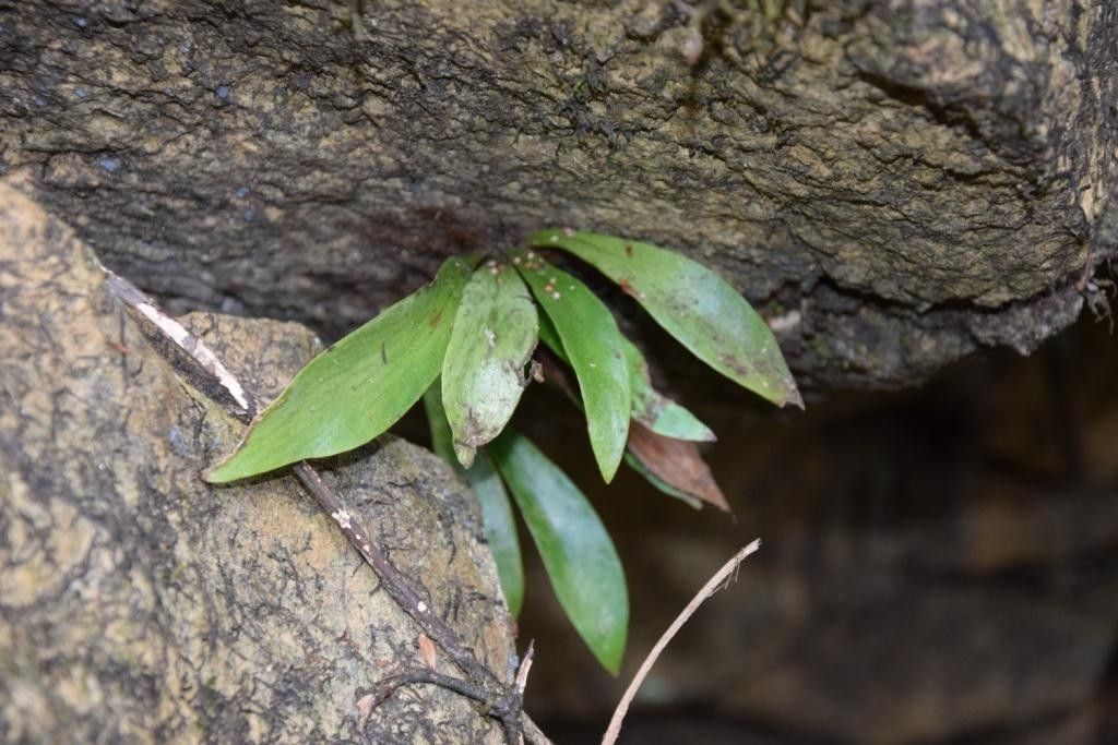 Antrophyum alatum — houseplant care guide