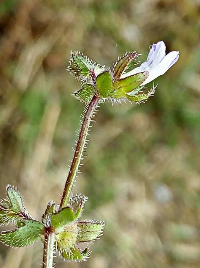 Campanula erinus flower