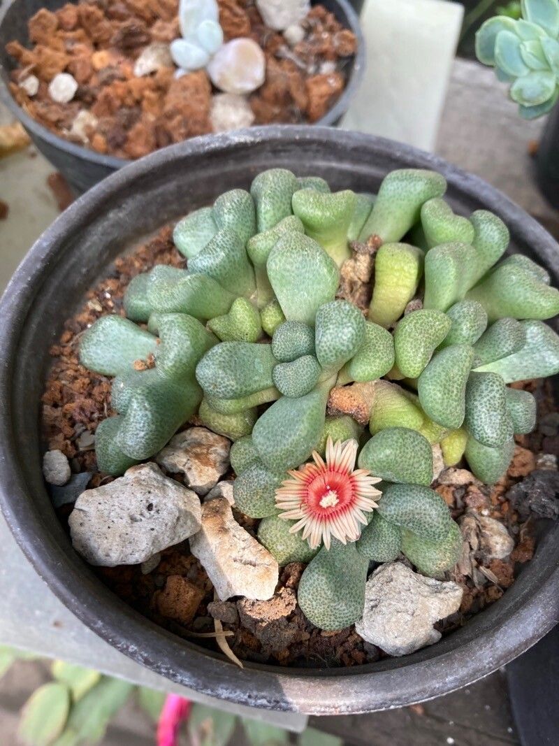 Aloinopsis schooneesii flower