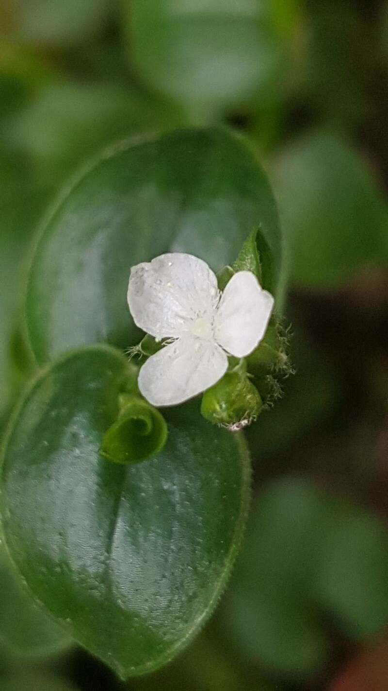 Callisia gracilis flower