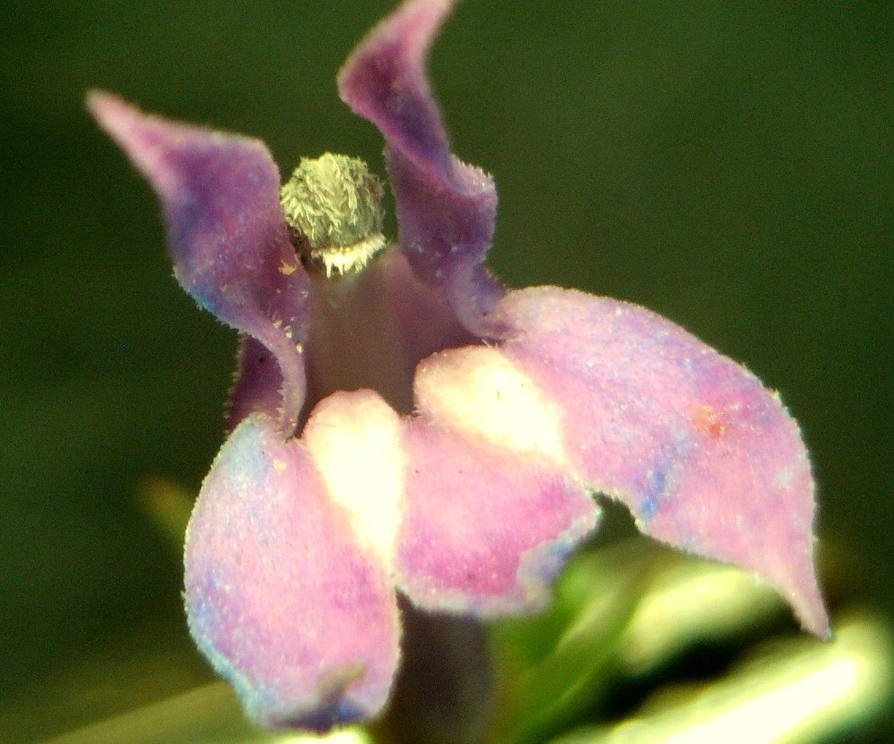 Lobelia urens flower