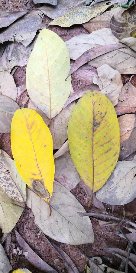 Sandoricum koetjape leaf