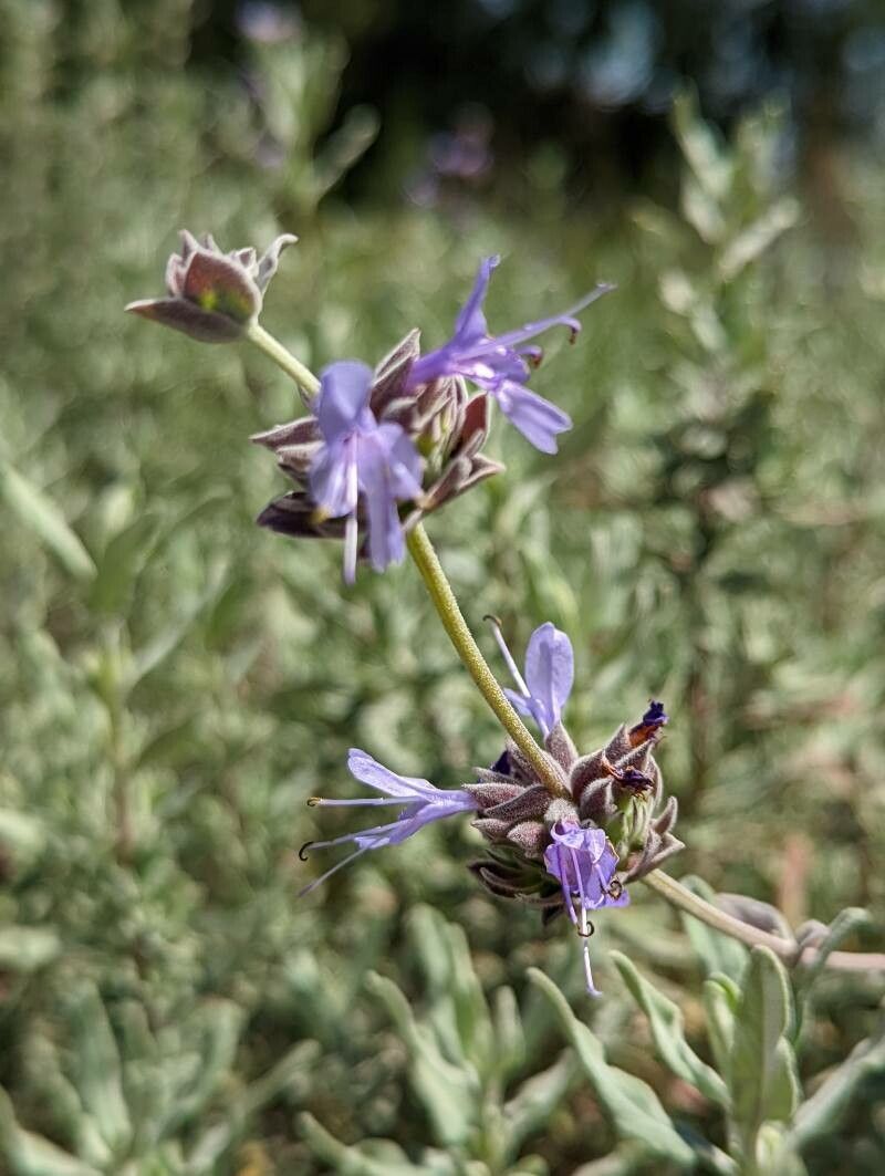 Salvia clevelandii flower