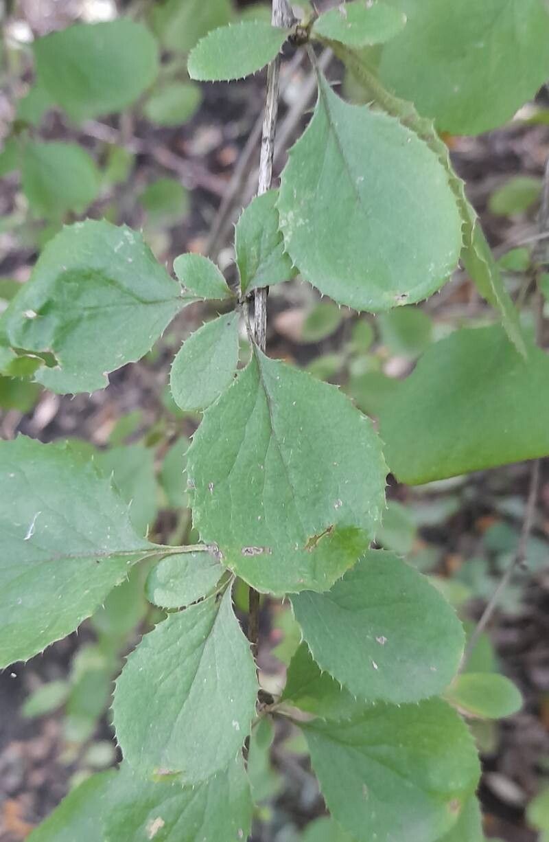 Berberis henryana — houseplant care guide