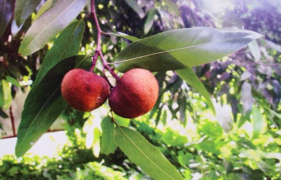 Hydnocarpus anthelminthicus fruit