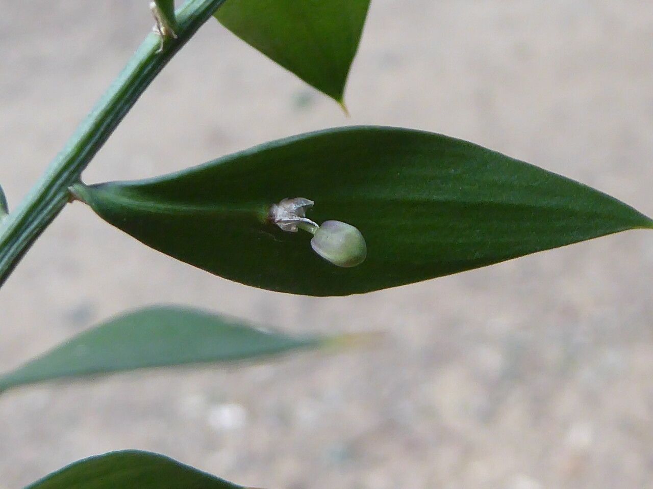 Ruscus aculeatus leaf