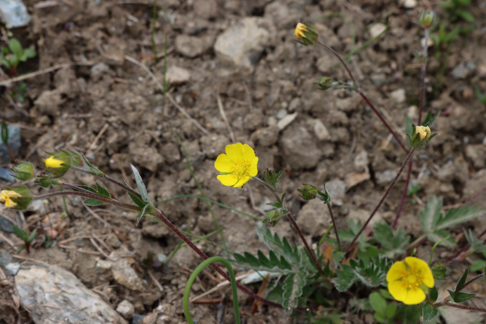 Potentilla nivea flower