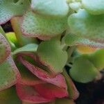 Crassula cordata