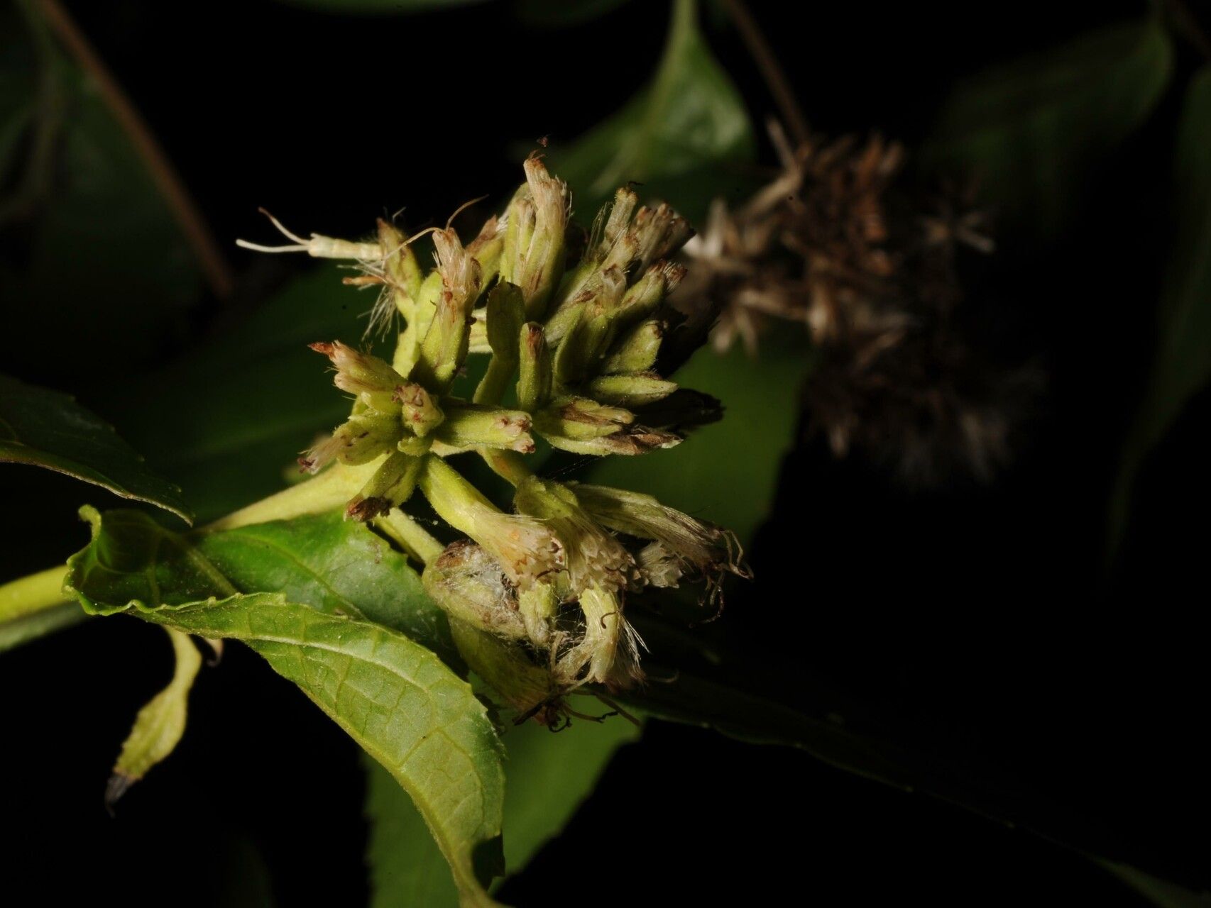 Koanophyllon albicaule fruit