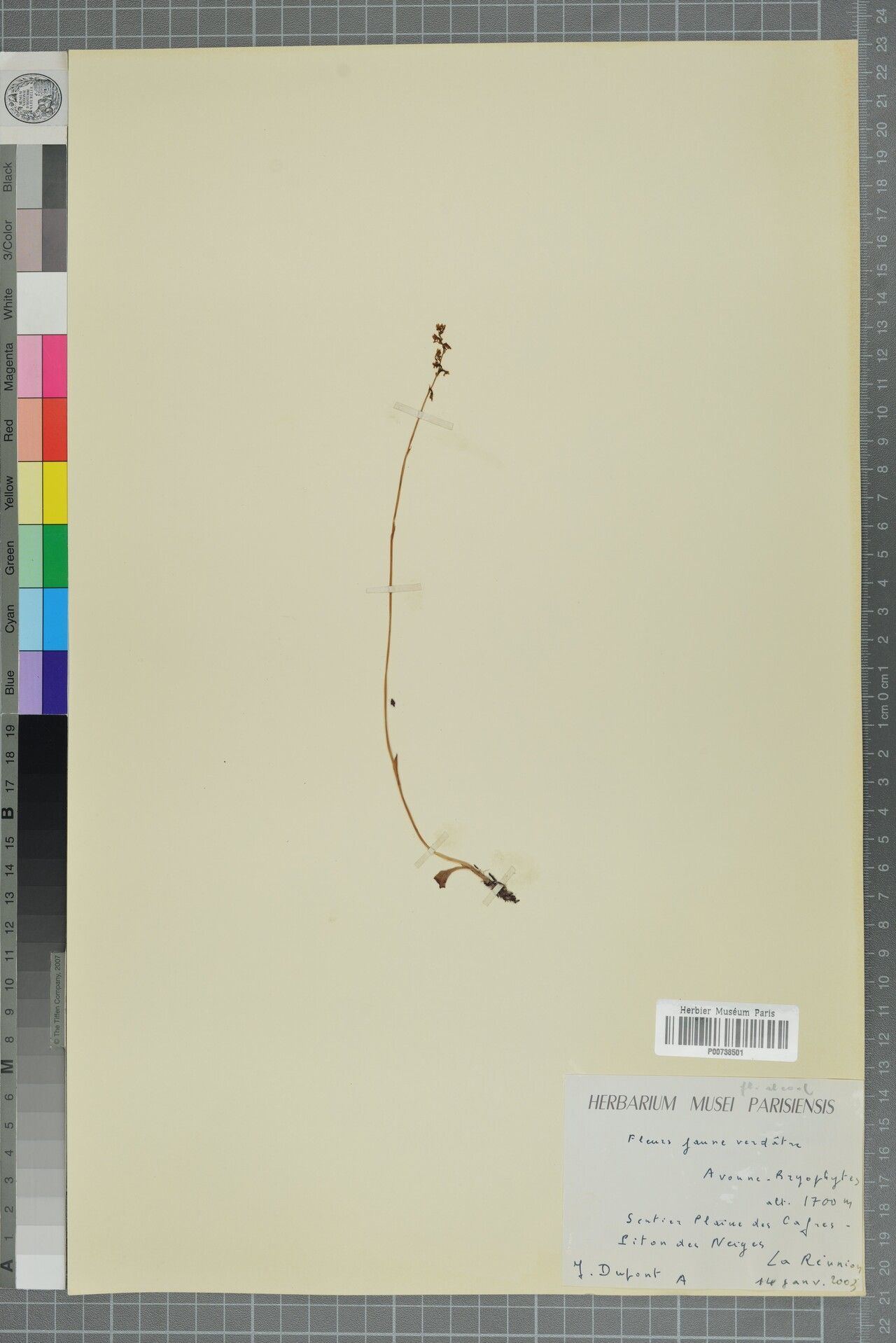 Cynorkis falcata — houseplant care guide