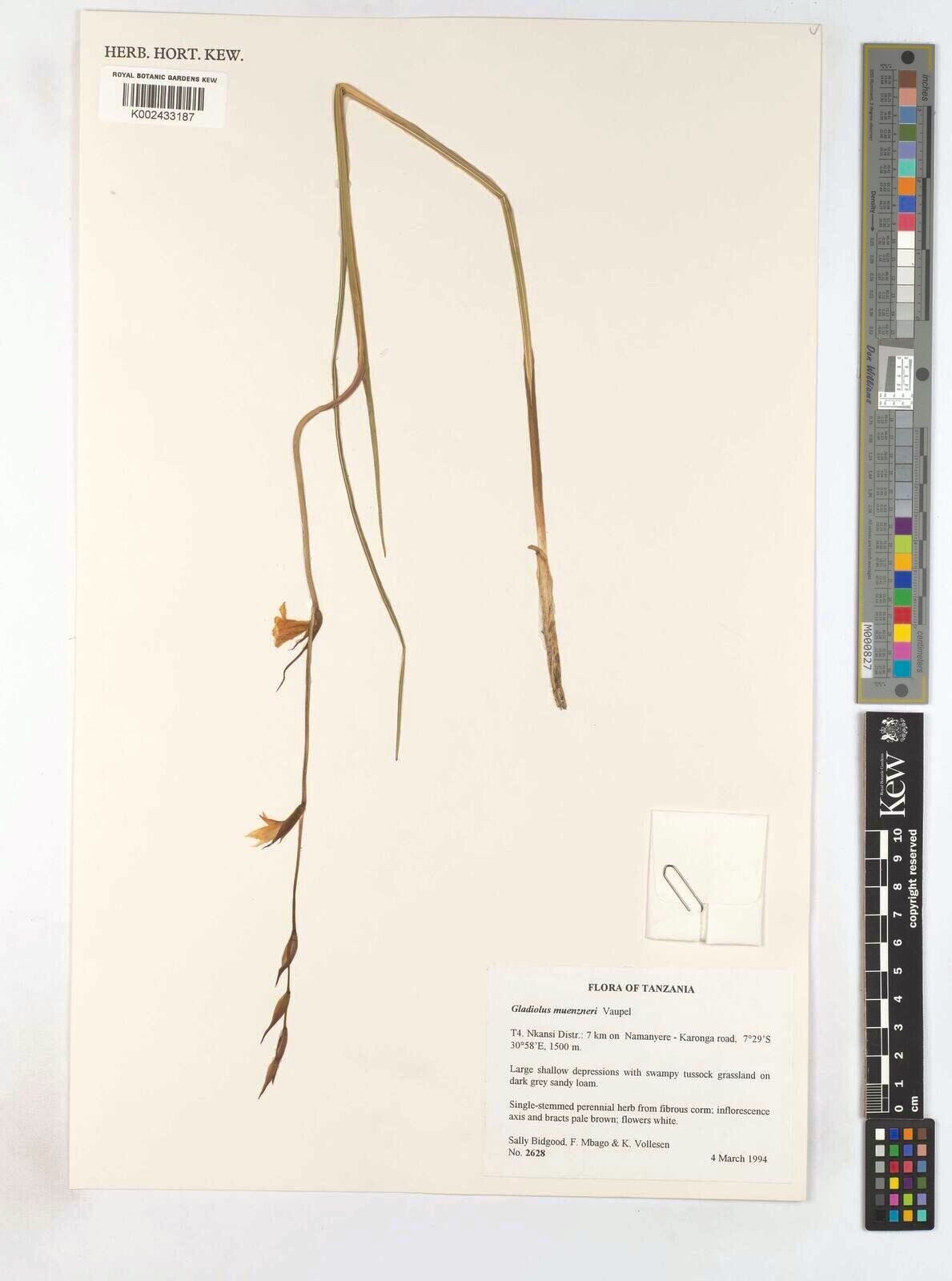 Gladiolus muenzneri — search result for 'Gladiolus'