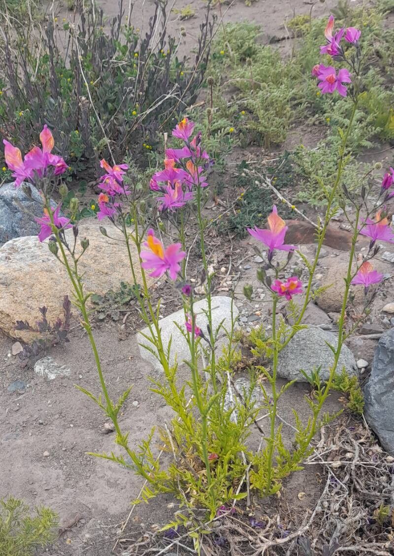 Schizanthus grahamii habit