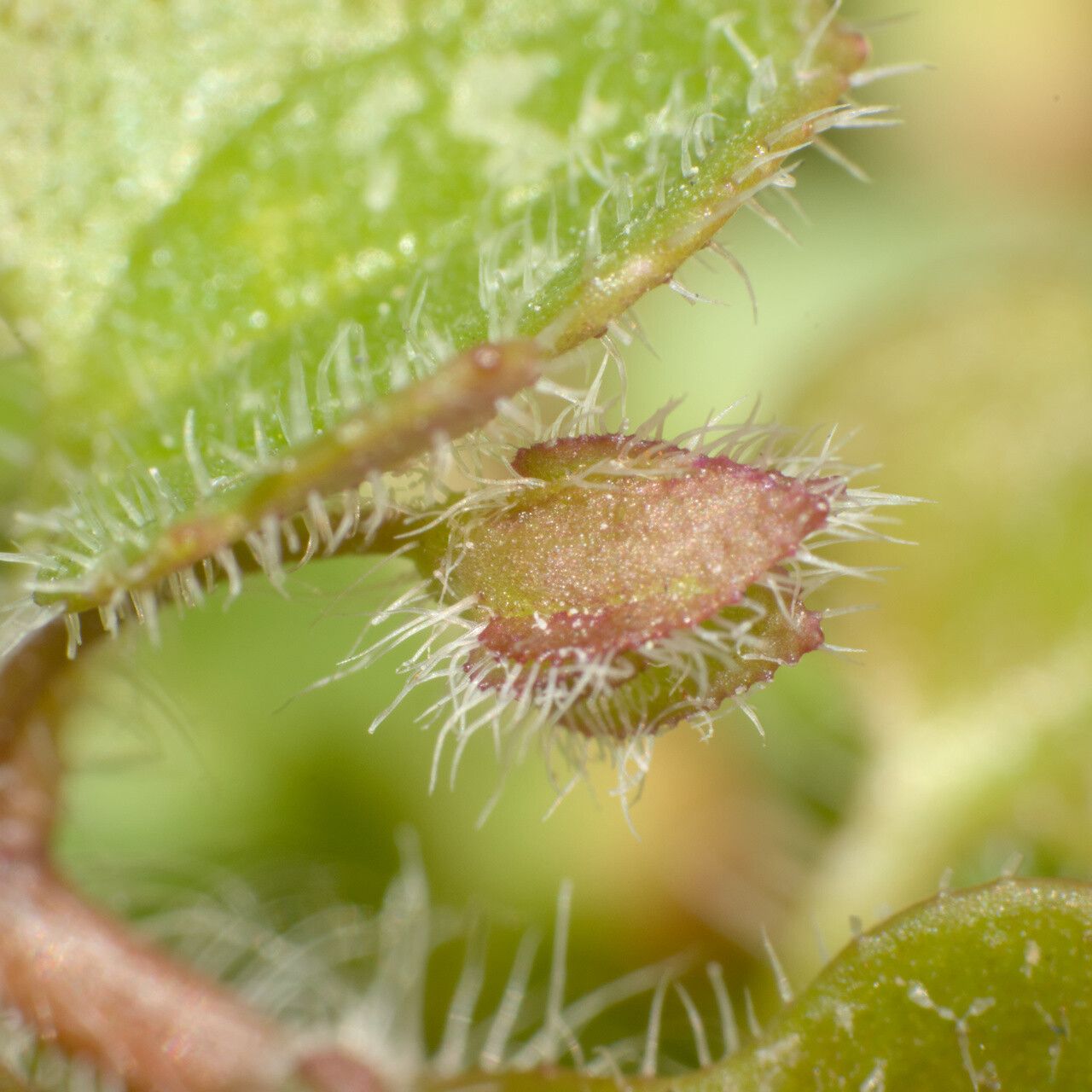 Veronica triloba fruit