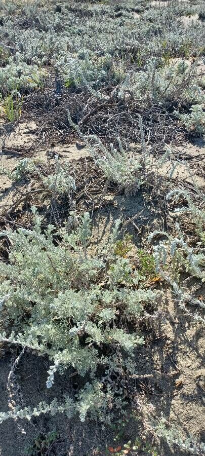 Artemisia pycnocephala habit
