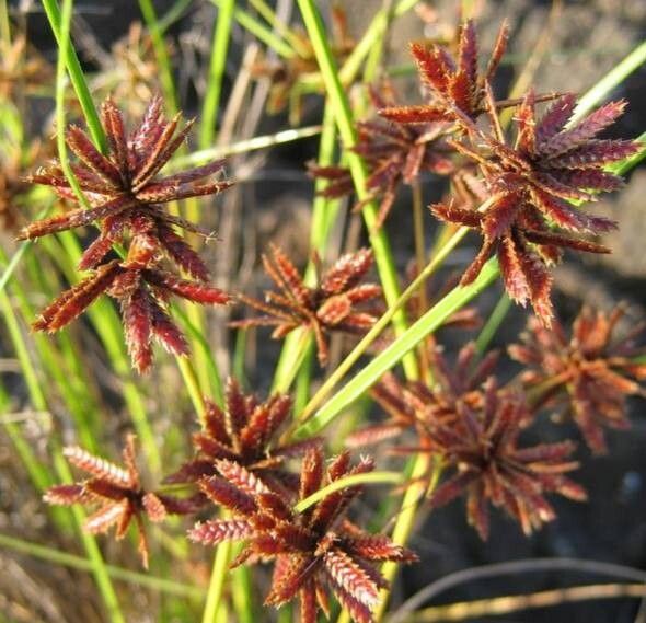 Cyperus elegans flower