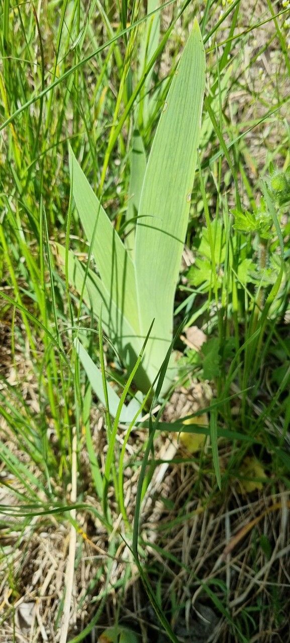 Iris aphylla — search result for 'Iridaceae'