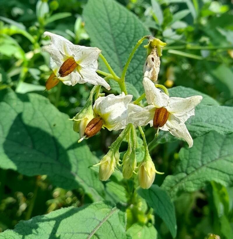 Solanum microdontum flower