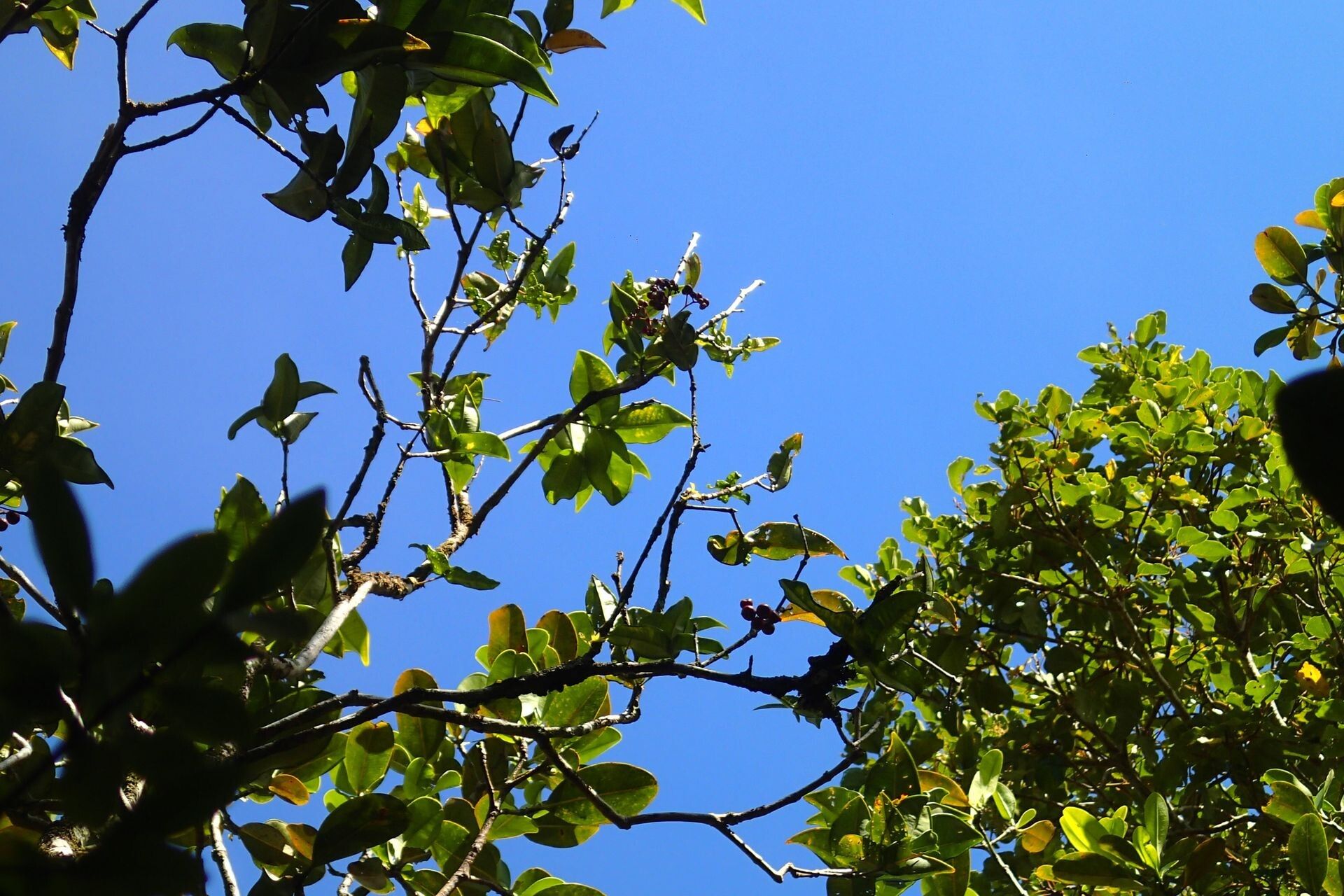 Syzygium auriculatum habit
