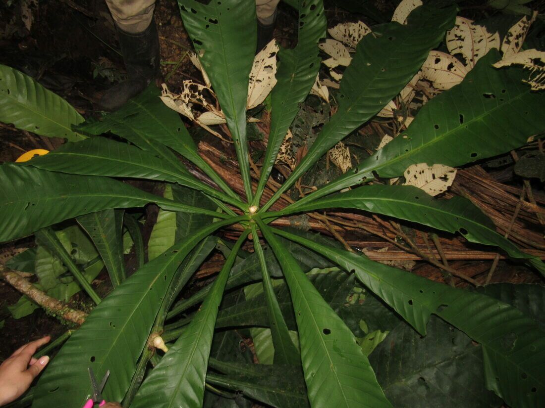 Grias cauliflora — houseplant care guide