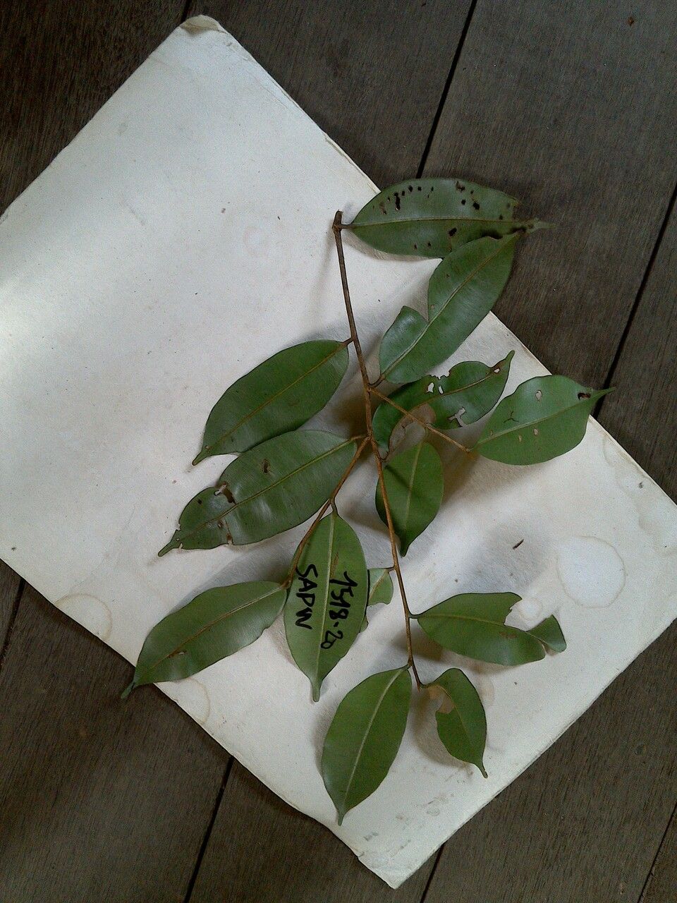 Micropholis egensis — related species from the same genus