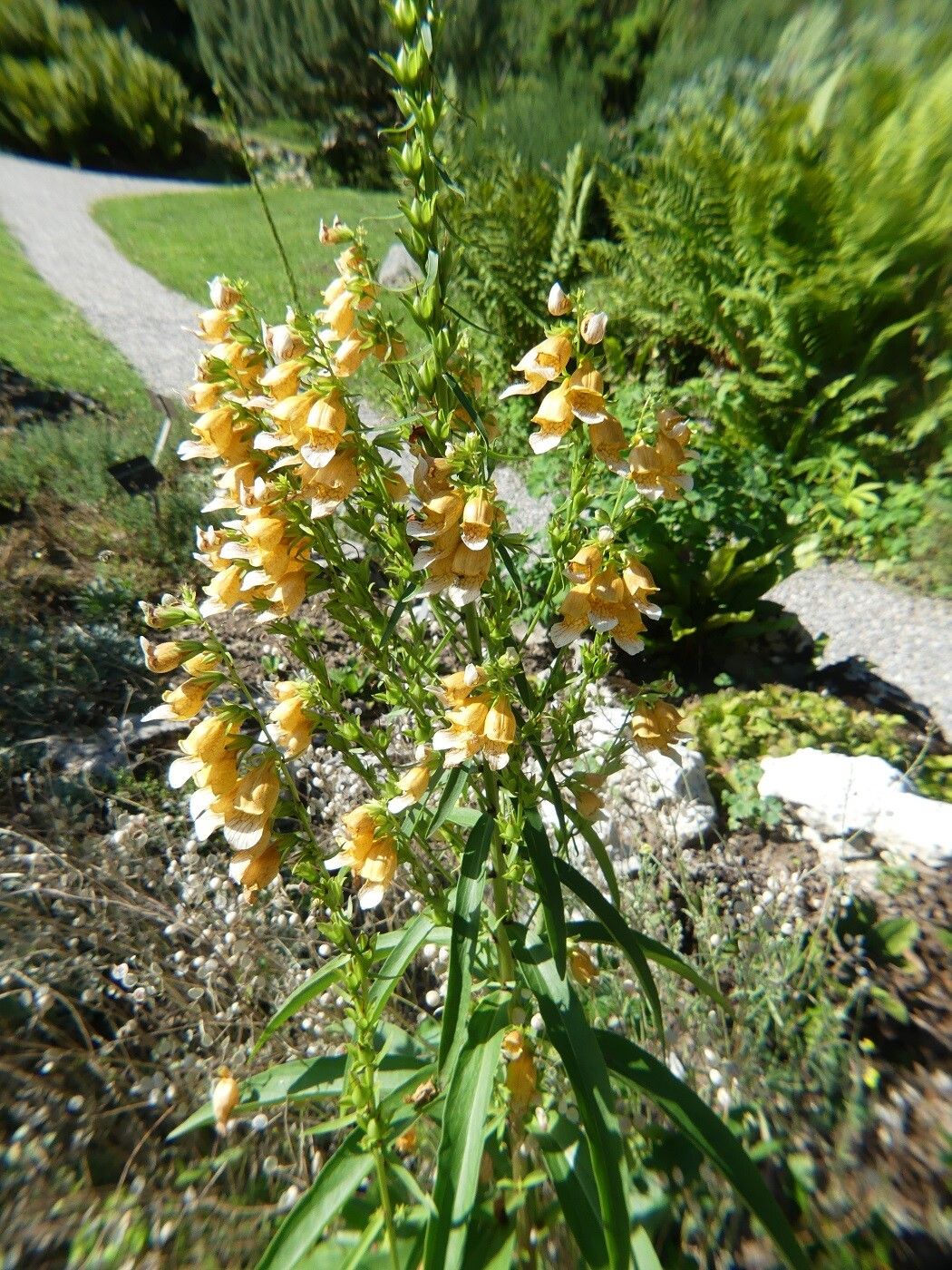 Digitalis laevigata habit