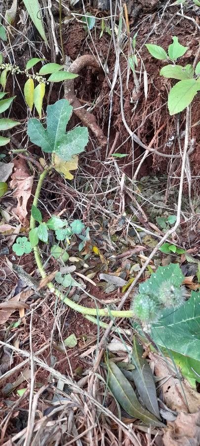 Cnidoscolus albomaculatus other