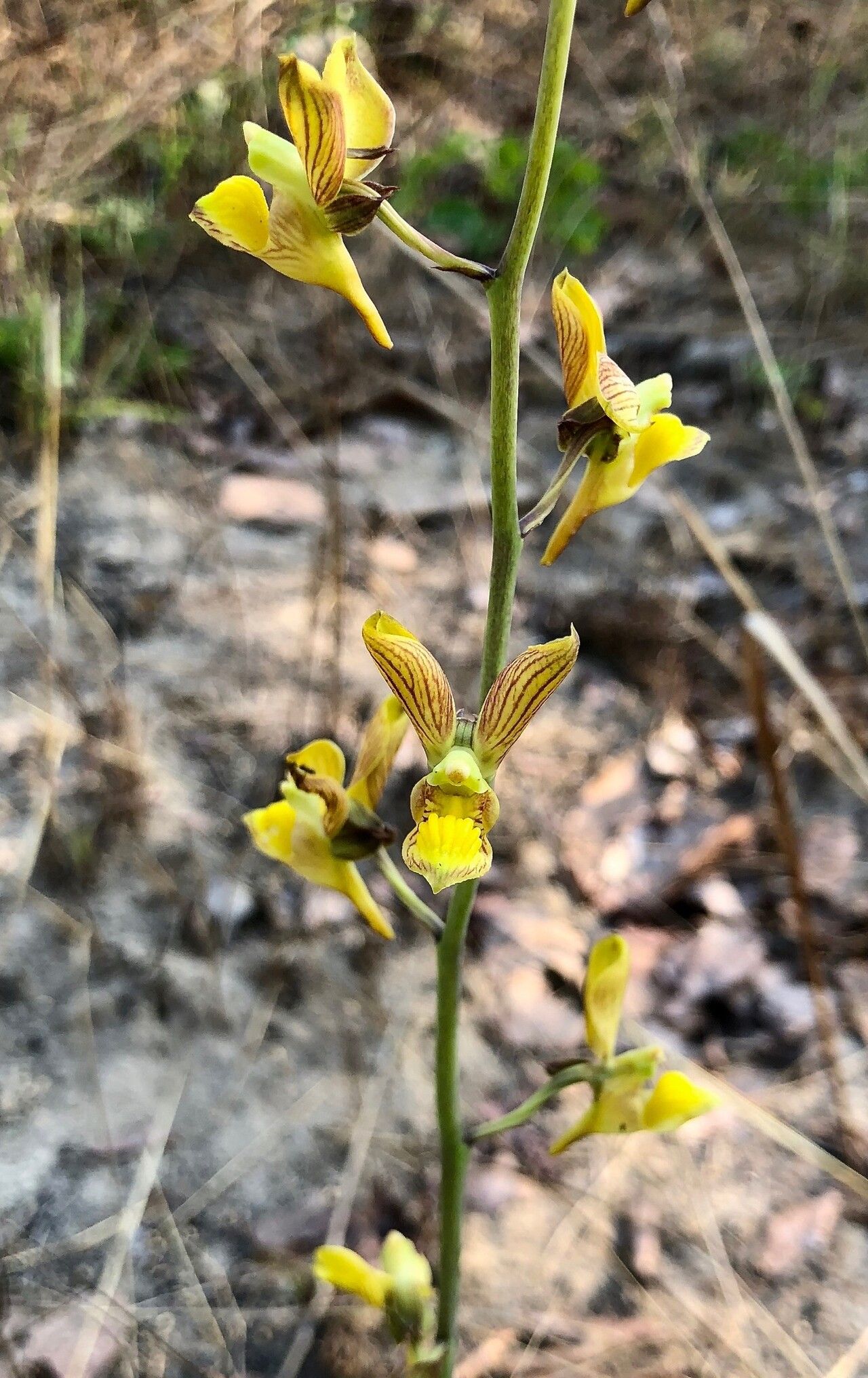 Eulophia orthoplectra flower