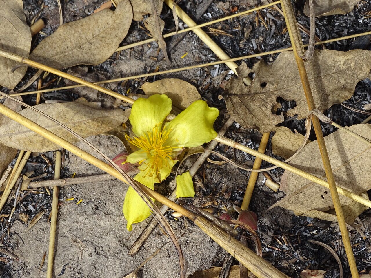 Cochlospermum tinctorium flower