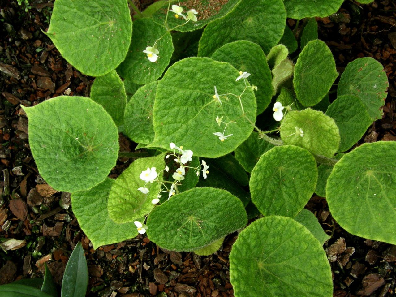 Begonia sudjanae leaf
