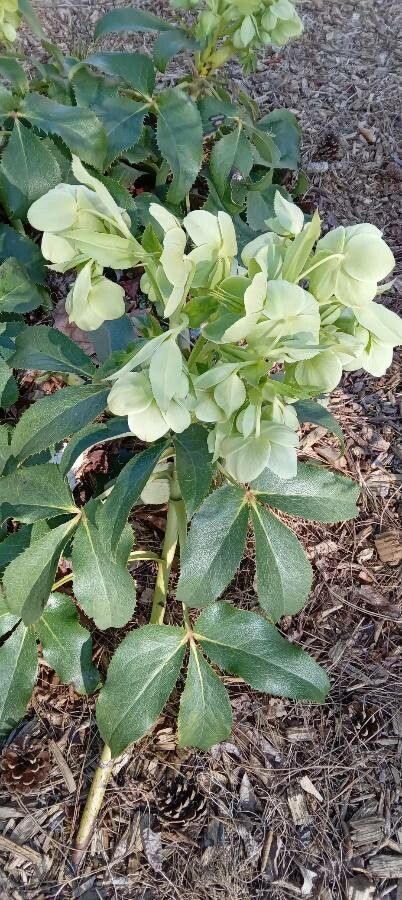 Helleborus lividus flower