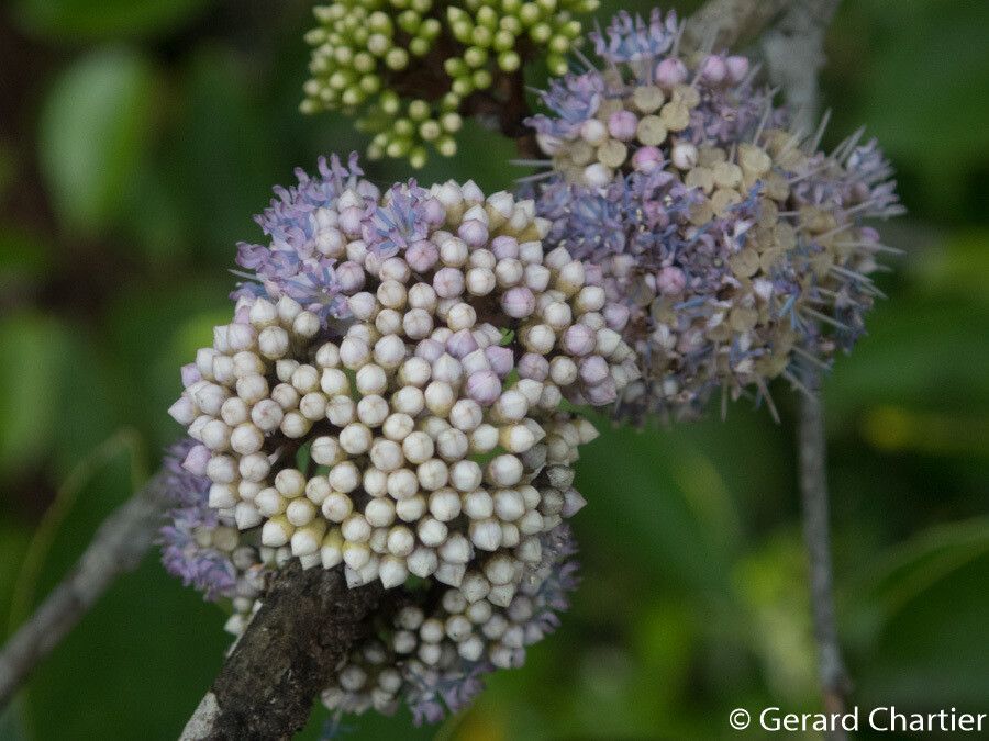 Memecylon edule flower