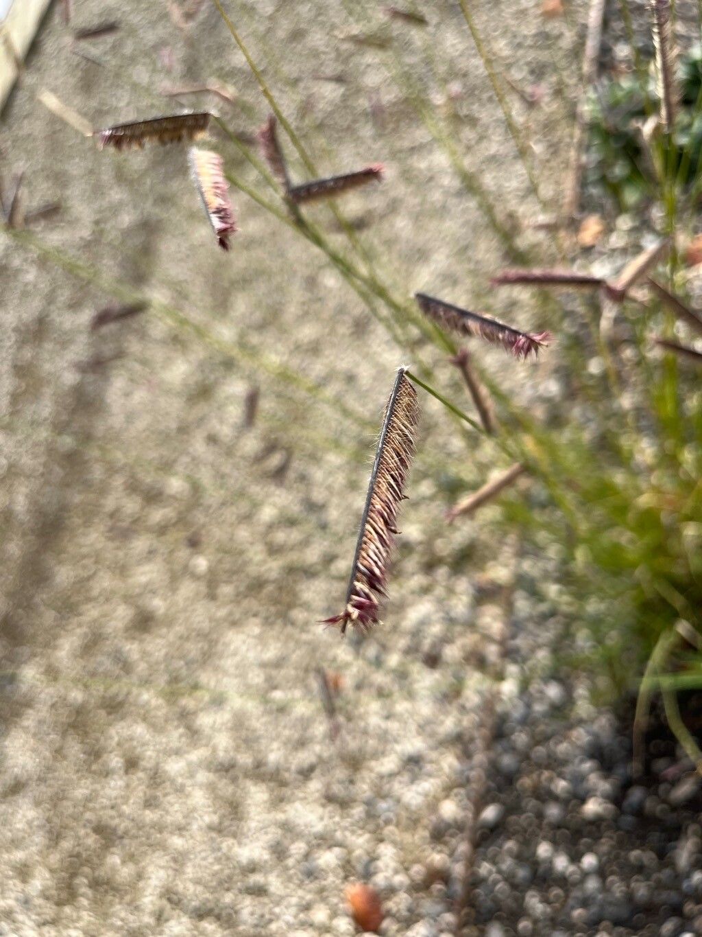 Chondrosum gracile flower