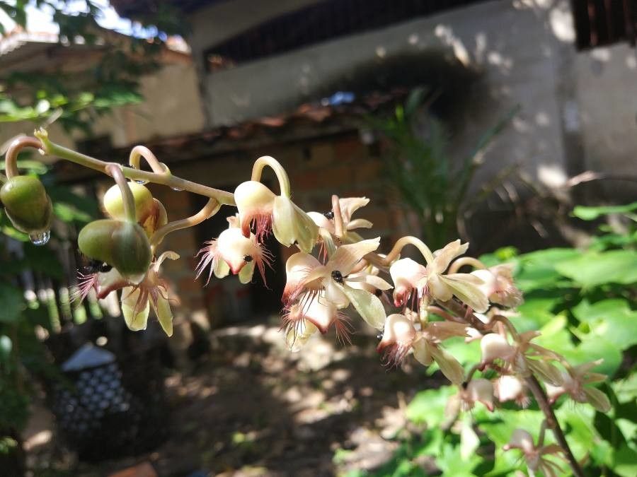 Catasetum discolor — related species from the same genus