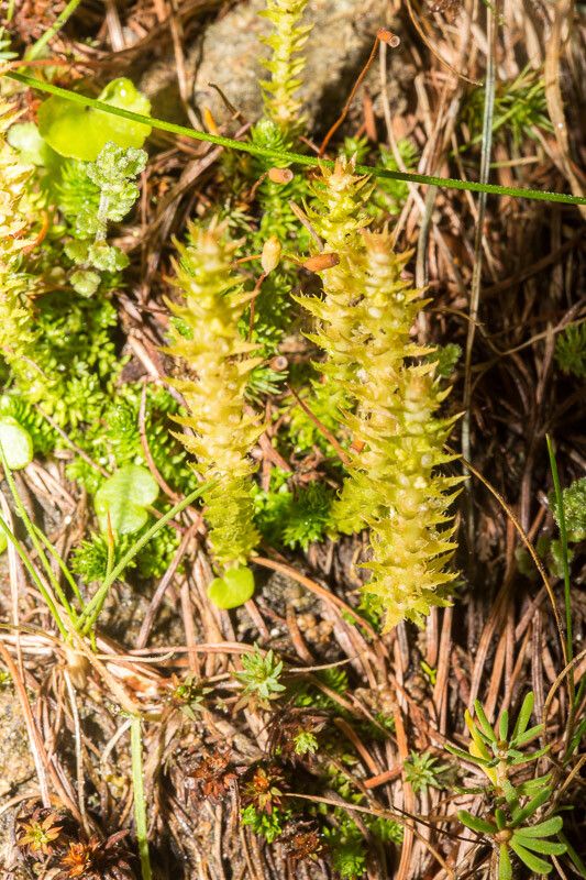 Selaginella selaginoides — search result for 'Selaginella'
