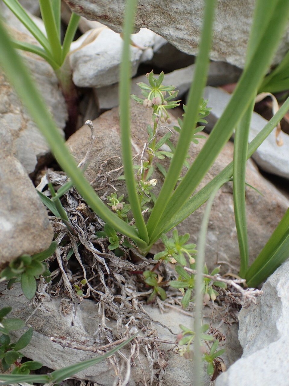Allium narcissiflorum — search result for 'Narcissus'