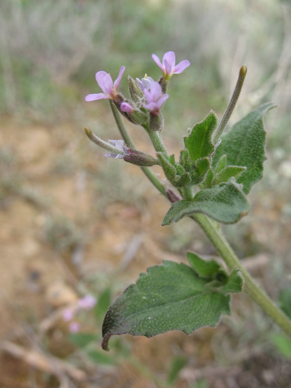 Malcolmia africana — search result for 'Mediterranean Basin'