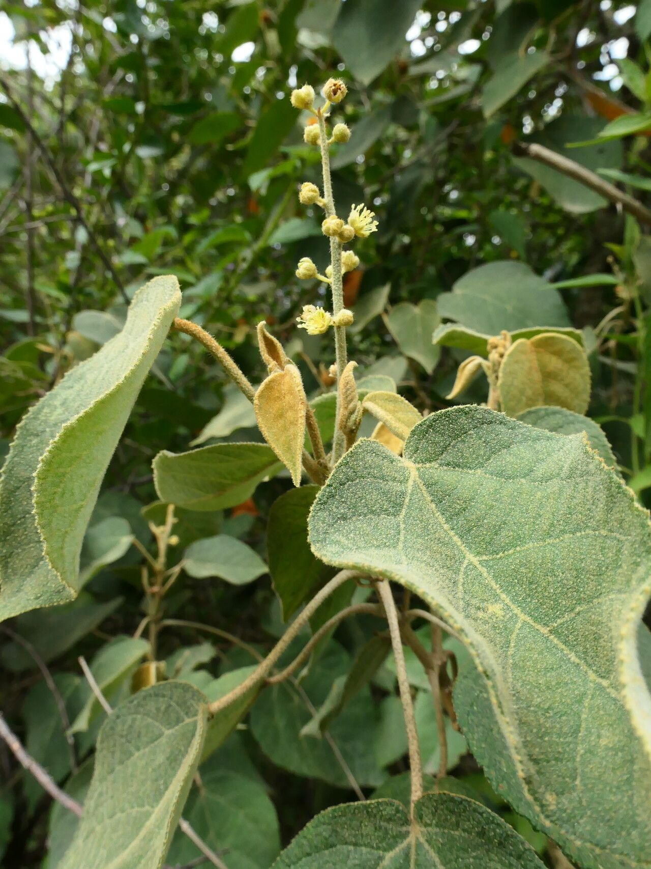 Croton purdiei flower