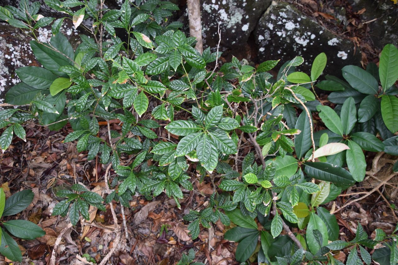 Bocquillonia rhomboidea habit