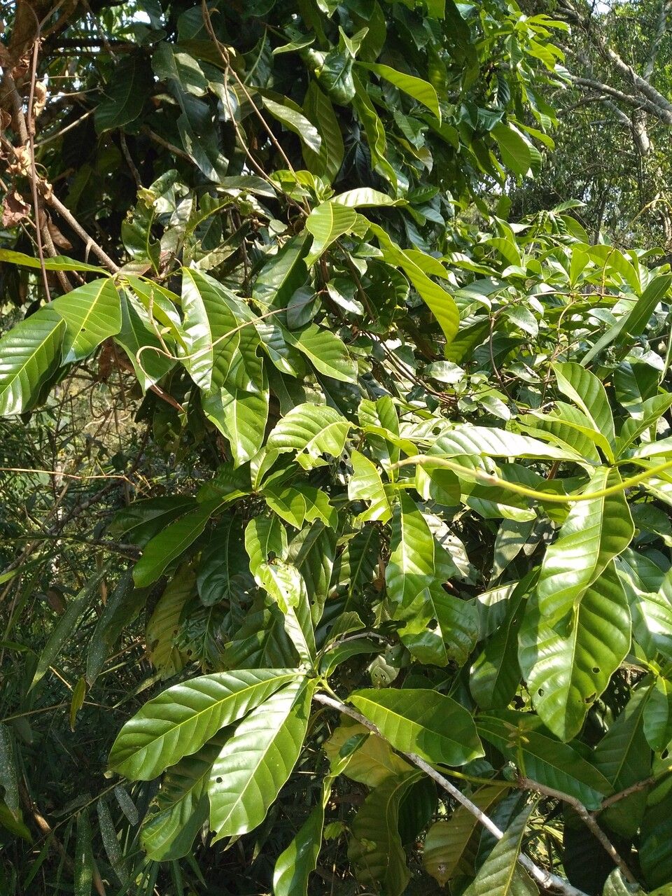 Castanopsis sclerophylla leaf