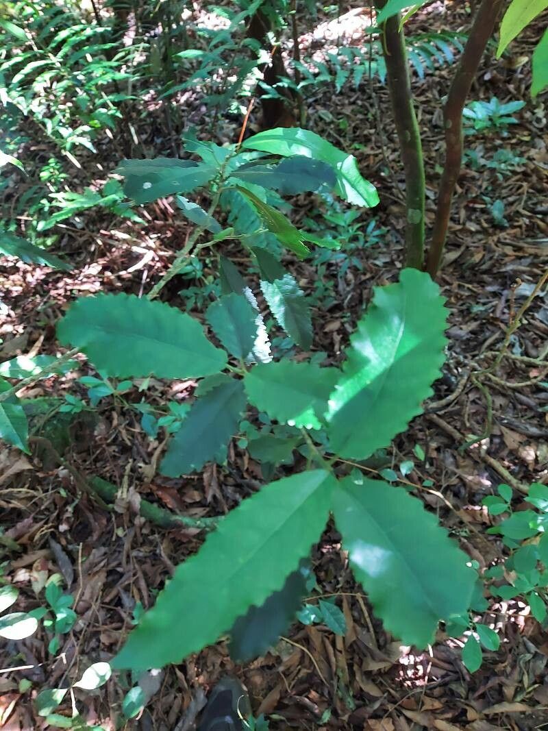 Claoxylon racemiflorum leaf