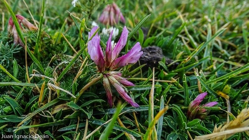 Trifolium alpinum flower