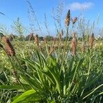 Plantago argentea