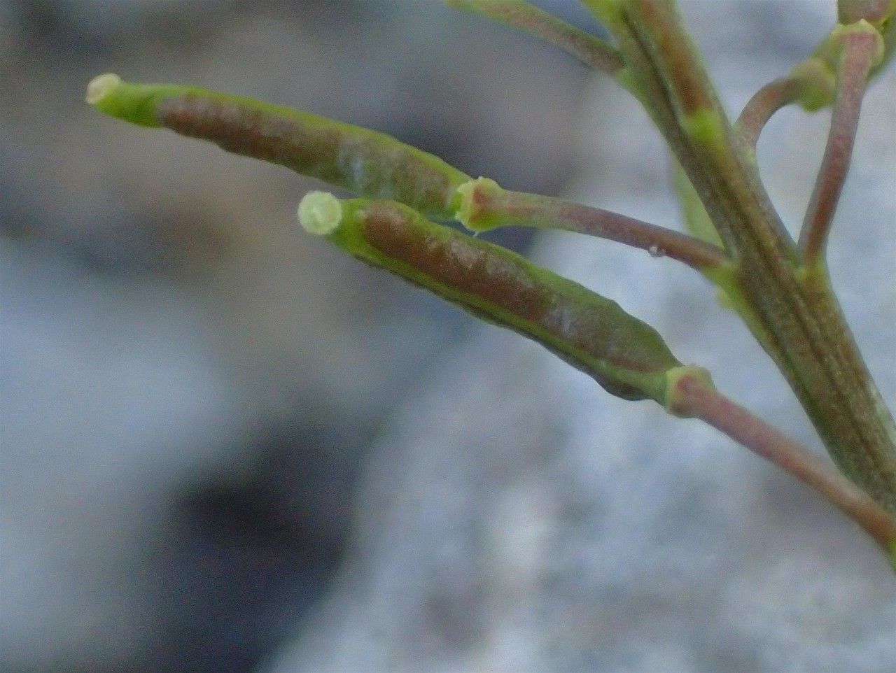 Rorippa islandica fruit
