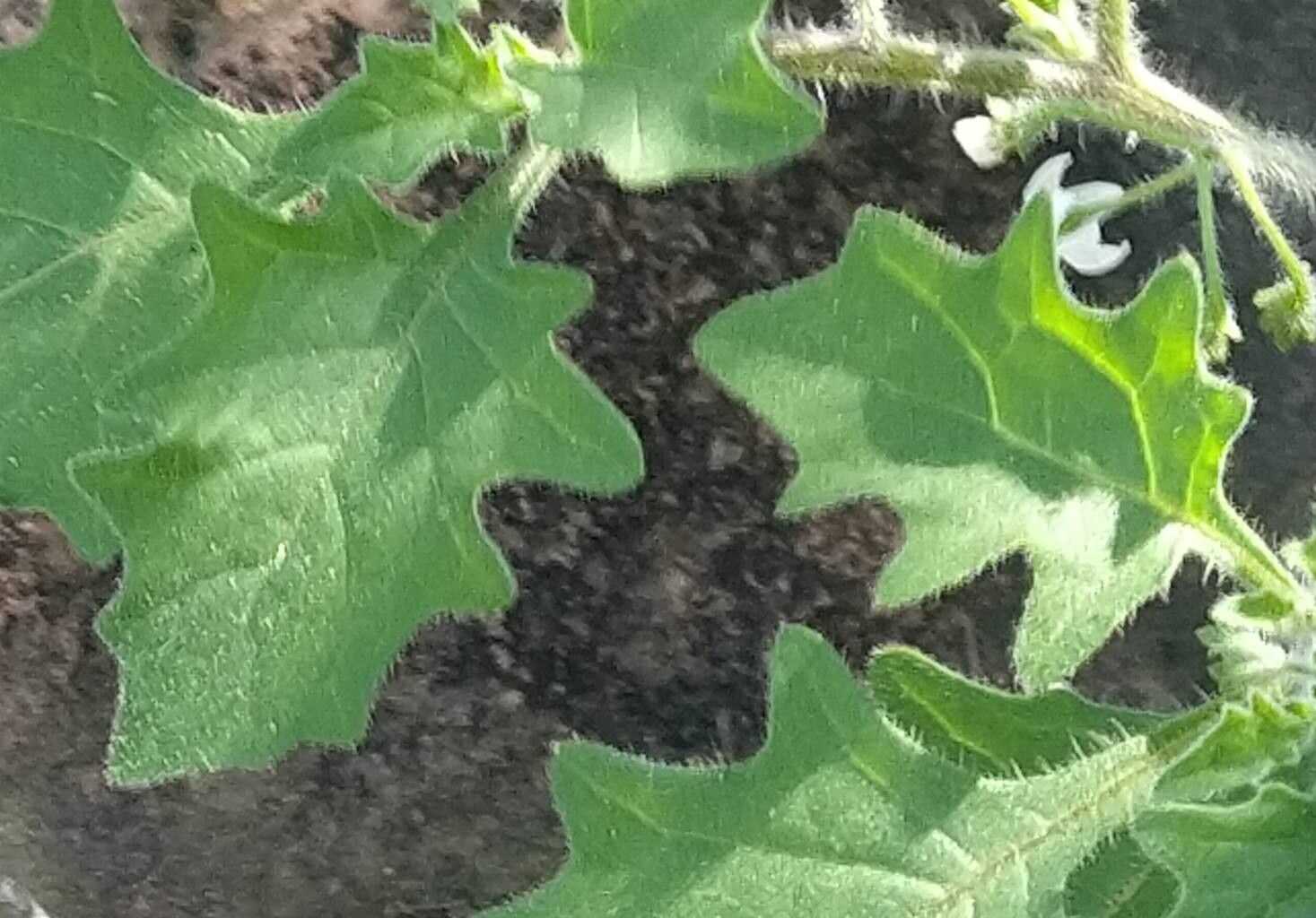 Solanum retroflexum leaf
