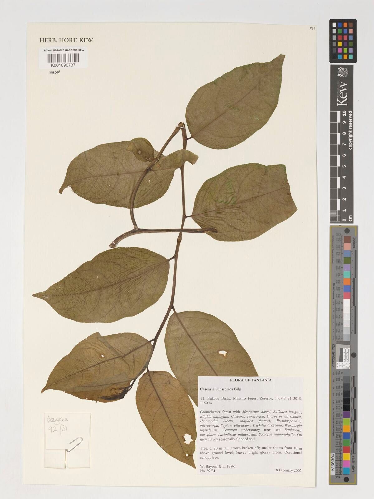 Casearia runssorica — houseplant care guide