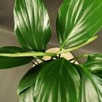 Spathiphyllum cannifolium