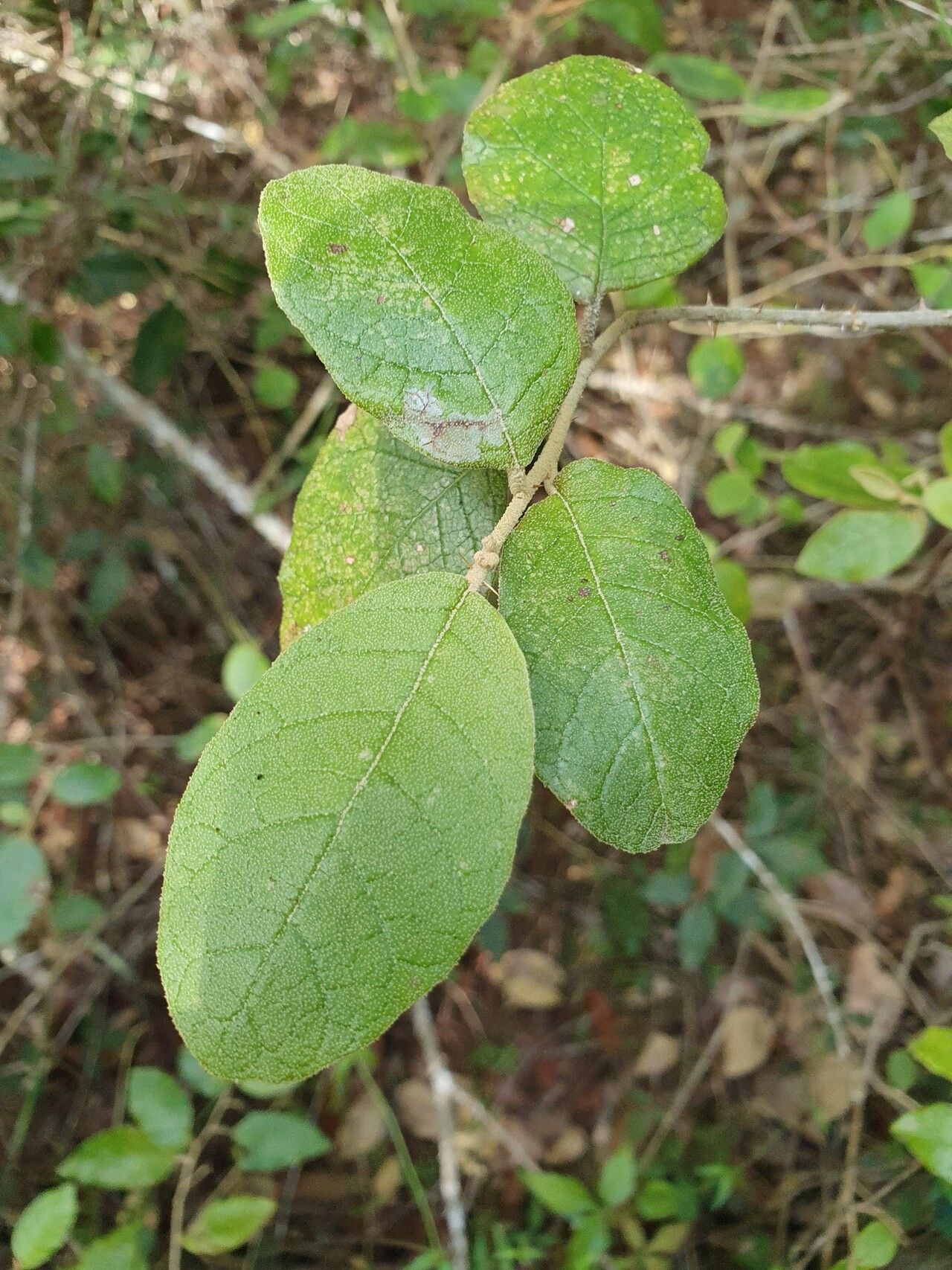 Solanum crotonoides — houseplant care guide